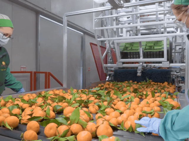 Citrus Sorting & Quality Control Worker