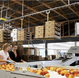 Fresh Fruit Packaging & Labeling