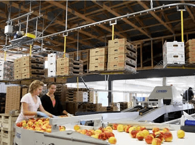 Fresh Fruit Packaging & Labeling